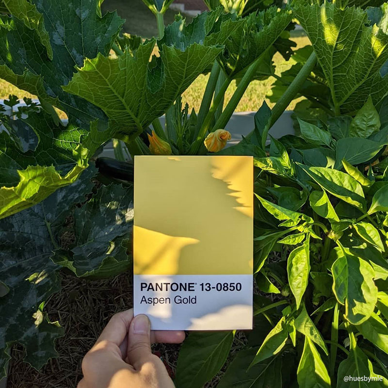 潘通黃花